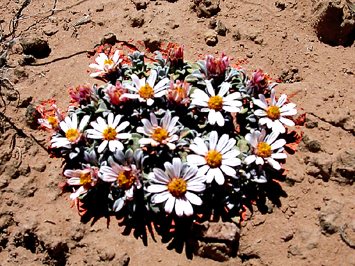 Desert Daisies